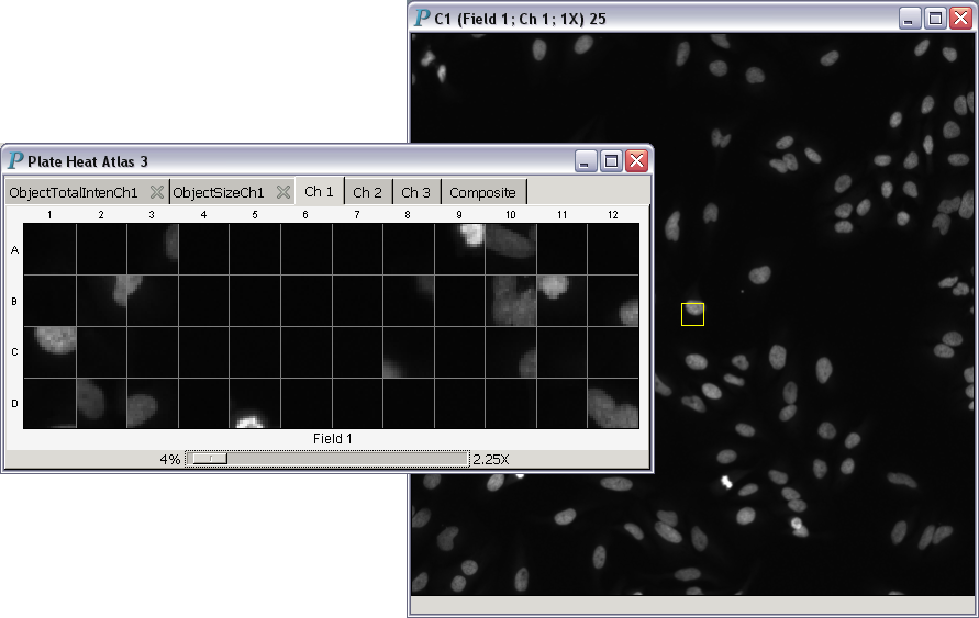 Plate heat atlas demonstrating the ability to
                 display a trellis of scan images at a magnification
                 power greater than one for HCS data analysis and visualization