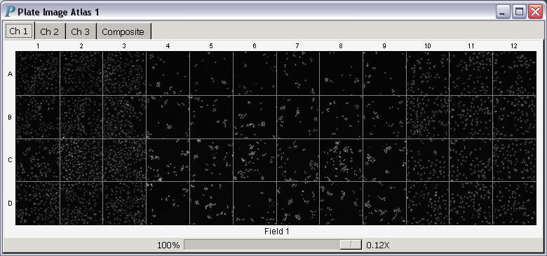 A plate image atlas displaying scan images of all channels and
               composite images for HCS data analysis and visualization