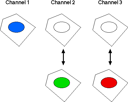 The measurements of the high-content screening data used
                 for this tutorial on high-content screening data analysis
                 and visualization.