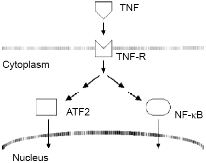 Simple description of TNF signaling pathways for this
                 tutorial on high-content screening data analysis and
                 visualization.
